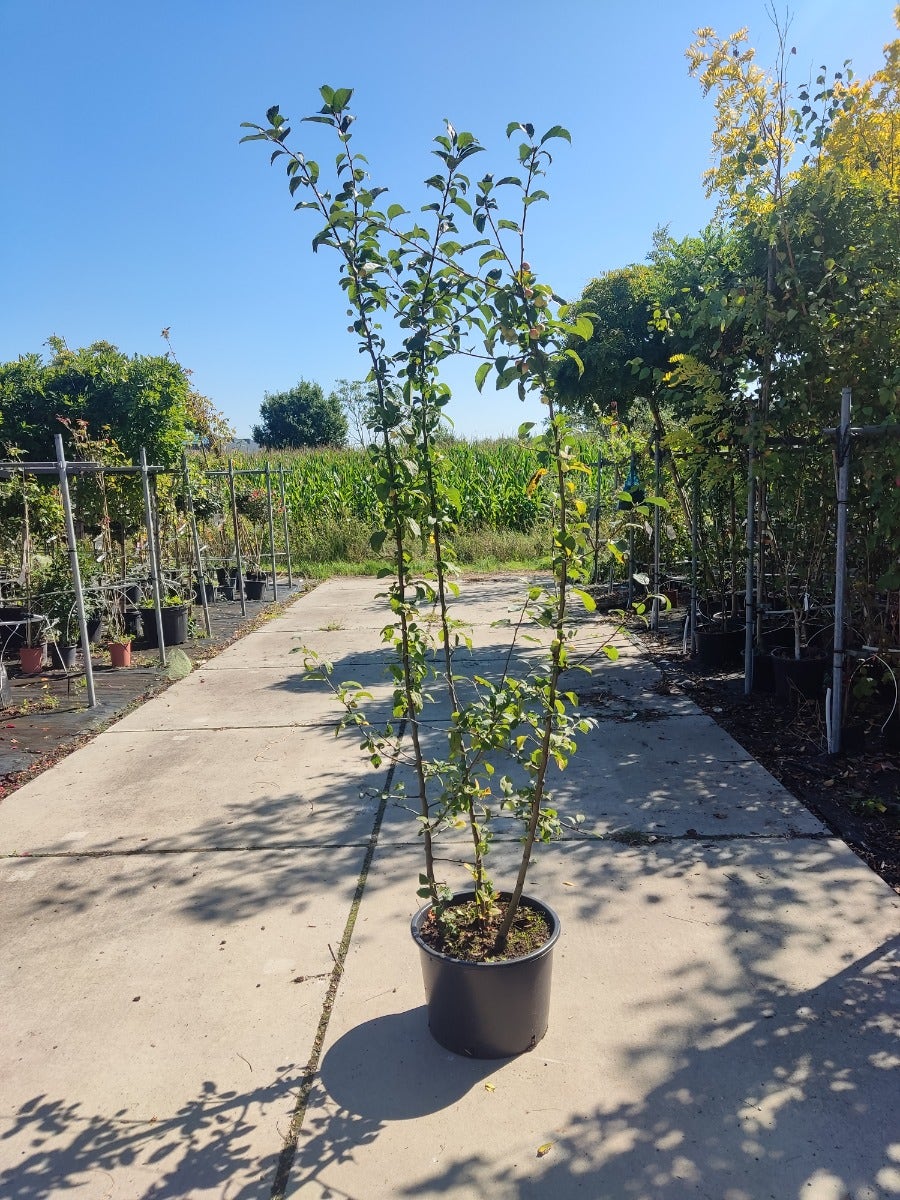 Meerstammige Sierappel (Malus 'Red Sentinel')