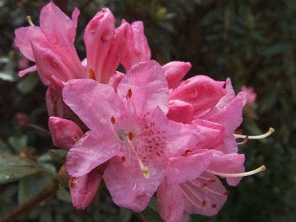 Rhododendron (Rhododendron 'Fragrans' )