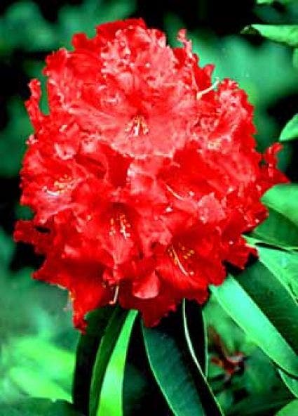 Rhododendron (Rhododendron 'Markeeta's Prize')