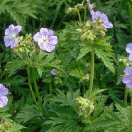 Ooievaarsbek (Geranium pratense)