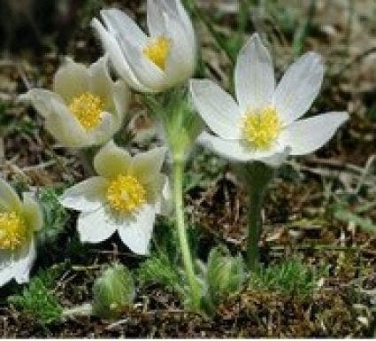 Wildemanskruid (Pulsatilla vulgaris 'Alba')