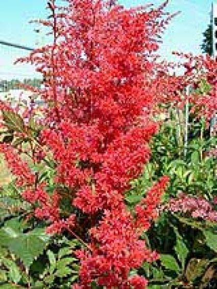 Spirea (Astilbe 'Spinell')