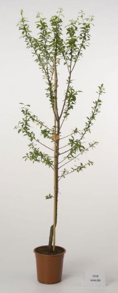 Pruimenboom (Prunus domestica 'Avalon')