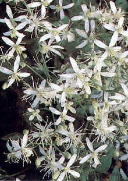 Bosrank (Clematis terniflora)