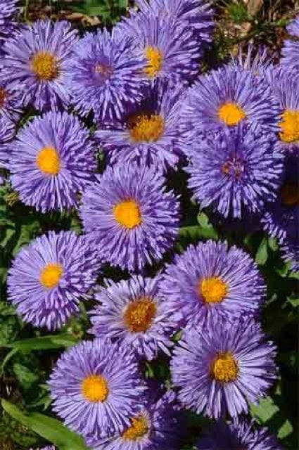 Fijnstraal (Erigeron 'Azure Beauty')