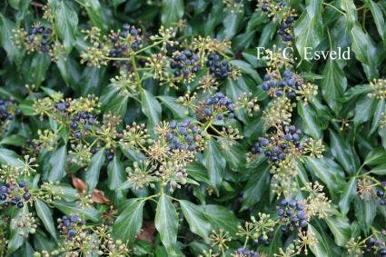 Struikhedera (Hedera helix 'Zorgvlied')