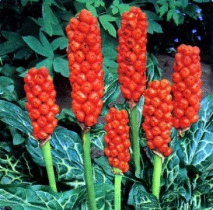 Italiaanse aronskelk (Arum italicum)