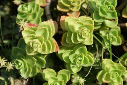 Vetkruid (Sedum spurium 'Album Superbum')