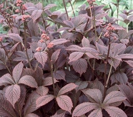 Schout-bij-nacht (Rodgersia pinnata 'Chocolate Wings')