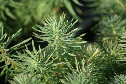 Wolfsmelk (Euphorbia cyparissias 'Fens Ruby')