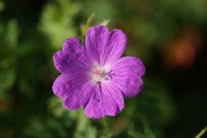 Bloedooievaarsbek (Geranium sanguineum)