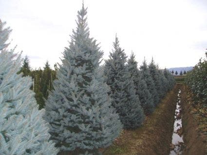 Amerikaanse blauwe spar (Picea pungens 'Fat Albert')