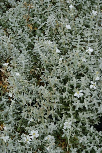 Hoornbloem (Cerastium tomentosum)