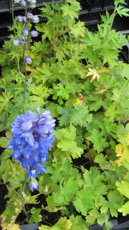 Ridderspoor (Delphinium 'Summer Skies')