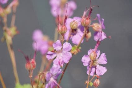 Ooievaarsbek (Geranium cantabrigiense 'Cambridge')