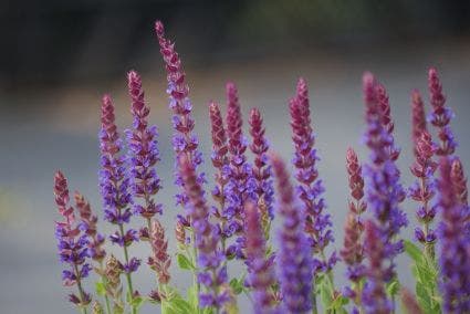 Salie (Salvia nemorosa 'Ostfriesland')