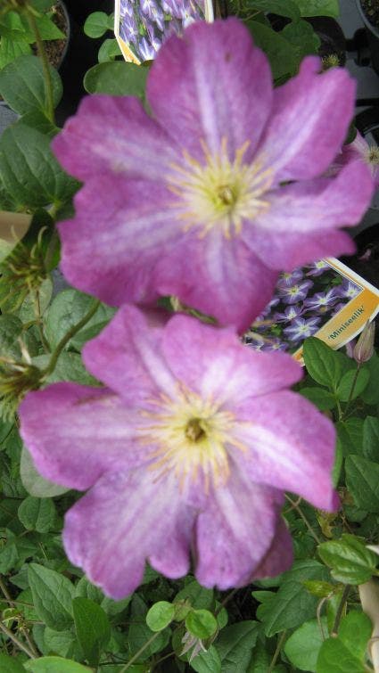 Bosrank (Clematis 'Miniseelik')