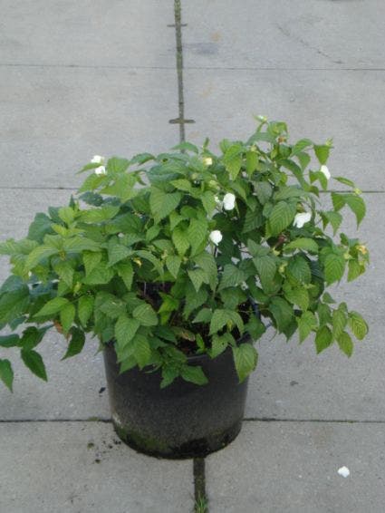 Schijnkerria (Rhodotypos scandens)