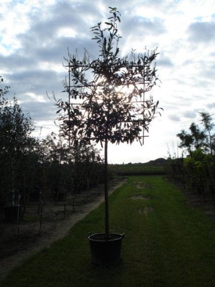 Laurier als leiboom (Prunus laurocerasus 'Caucasica')