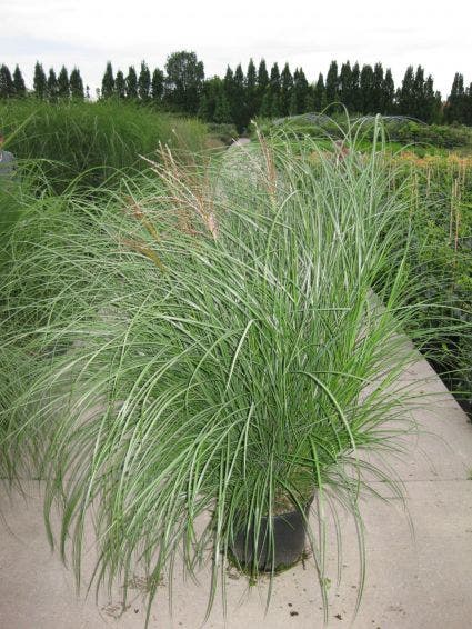 Chinees riet/sierriet (Miscanthus sinensis 'Gracillimus')