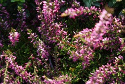 Struikheide (Calluna vulgaris 'Marleen')