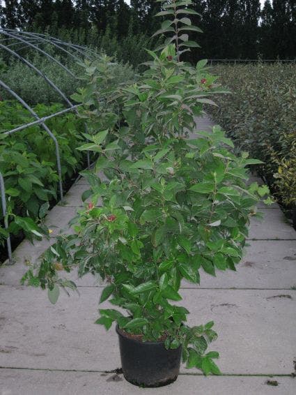 Specerijstruik (Calycanthus floridus)