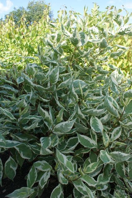 Weigela (Weigela florida 'Variegata')