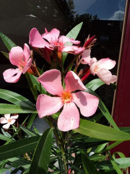 Oleander als boom (Nerium oleander)