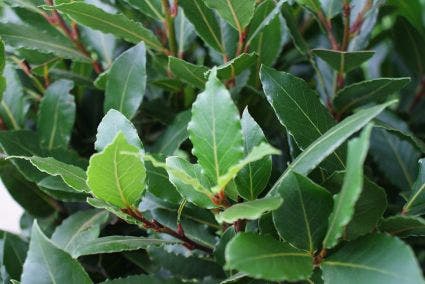 Echte laurier op stam (Laurus nobilis)