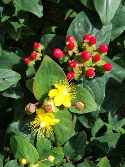 Hertshooi (Hypericum androsaemum)