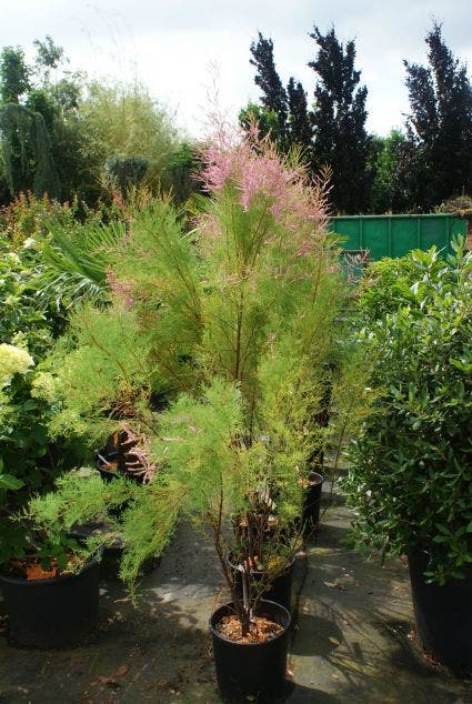 Tamarisk (Tamarix ramosissima)