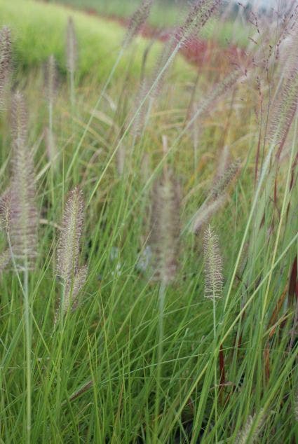 Lampepoetsersgras (Pennisetum alopecuroides 'Herbstzauber')