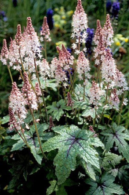 Perzische muts/Schuimbloem(Tiarella 'Pink Bouquet')