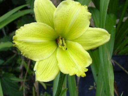 Daglelie (Hemerocallis 'Green Flutter')