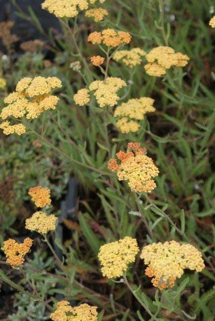 Duizendblad (Achillea millefolium 'Terracotta')