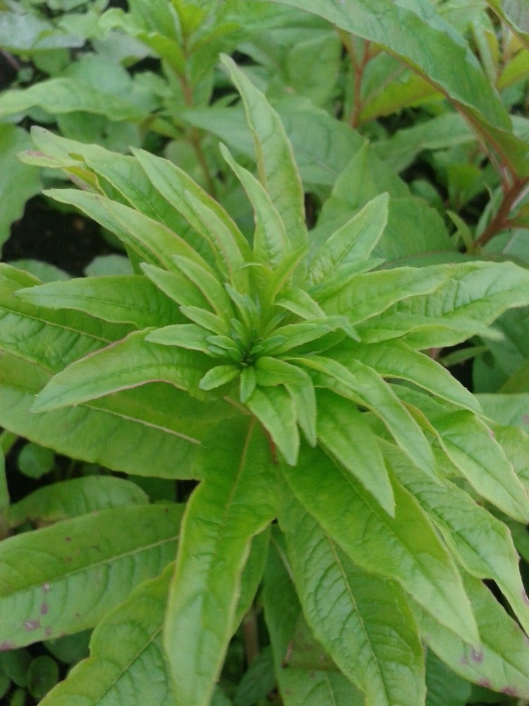 Smalbladige Wilgenroosje (Epilobium angustifolium)