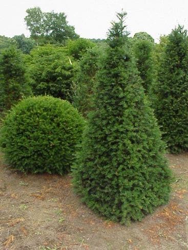 Taxus als pyramide (Taxus baccata)