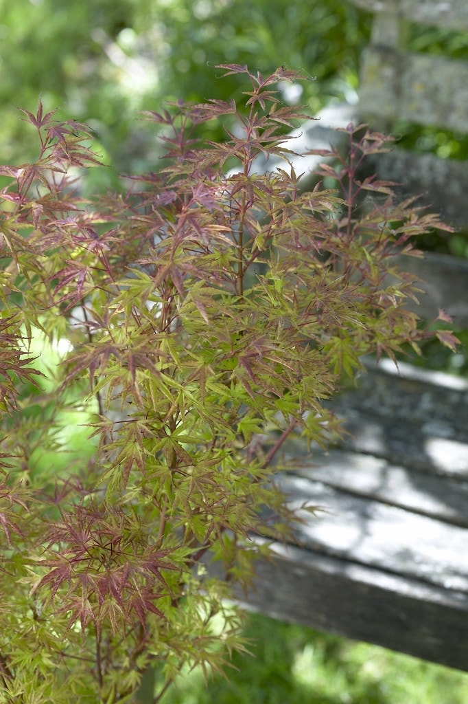 Japanse esdoorn (Acer palmatum 'Beni-komachi')