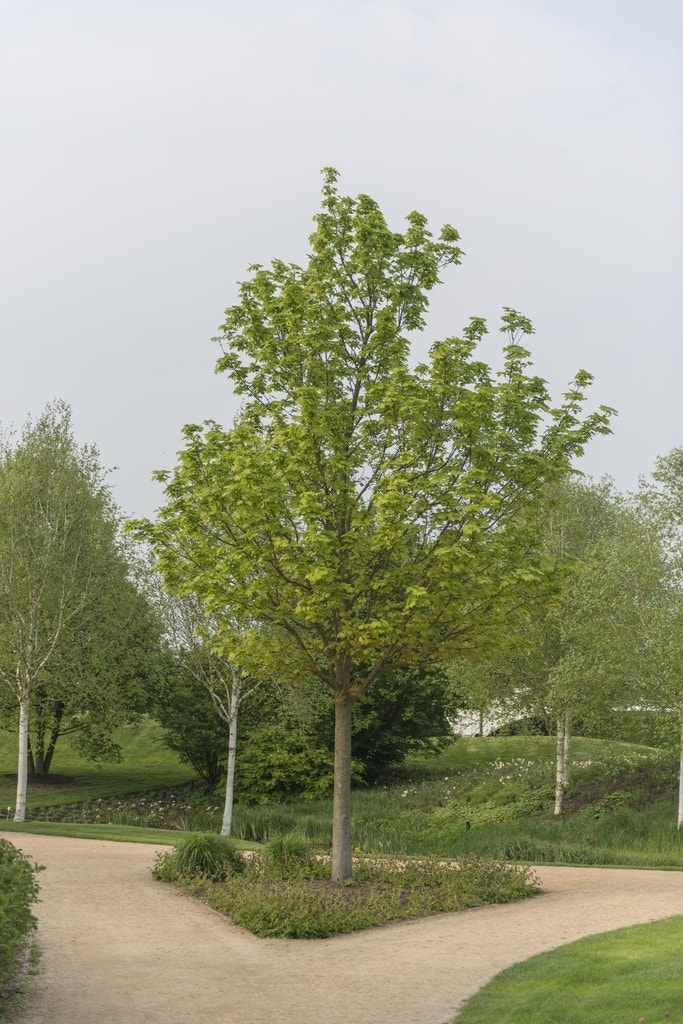 Noorse esdoorn (Acer platanoides)