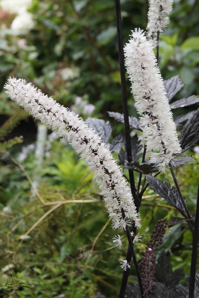 Zilverkaars (Actaea simplex 'Atropurpurea')