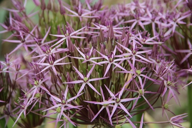 Sierui (Allium Albopilosum 'Christophii')