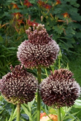 Sierui (Allium 'Forelock'®)