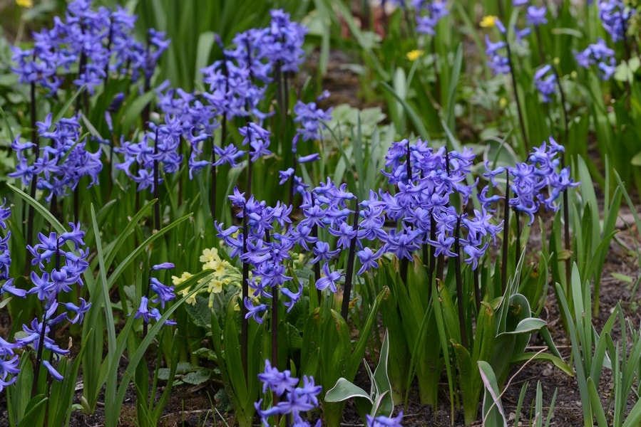 Hyacint (Hyacinthus 'Anastasia')