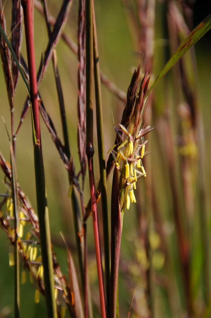 Baardgras (Andropogon gerardii)