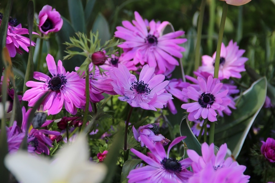 Anemoon (Anemone coronaria 'Admiral')