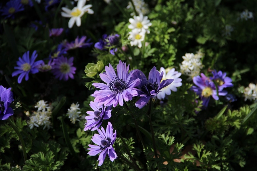 Anemoon (Anemone coronaria 'Lord Lieutenant')