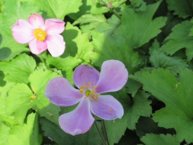 Anemoon (Anemone hupehensis 'Little Princess')