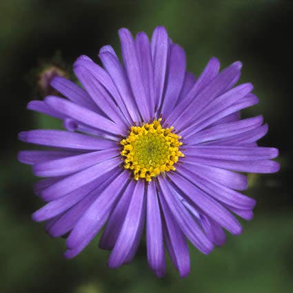 Aster (Aster frikartii 'Jungfrau')