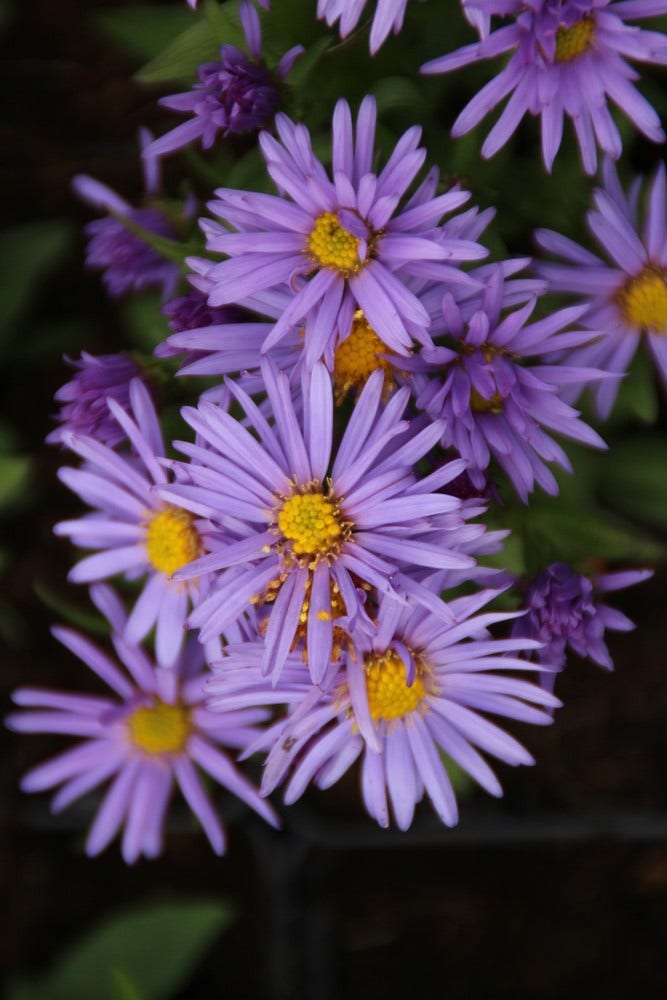 Aster (Aster 'Professor Anton Kippenberg')