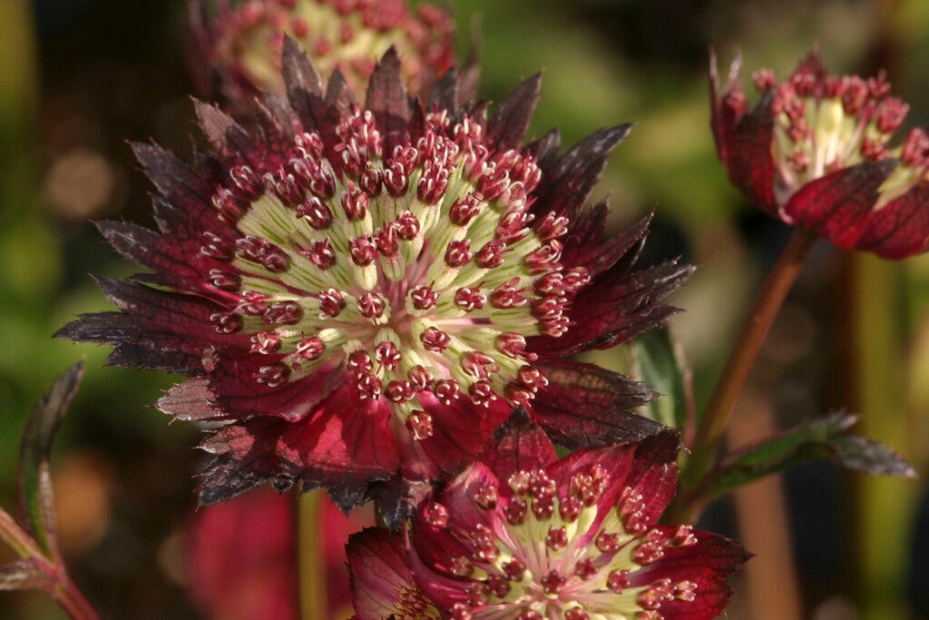 Zeeuws knoopje (Astrantia 'Moulin Rouge')